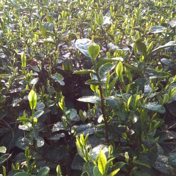 肖姐高山绿茶，卖茶是为了生活。只宣传，