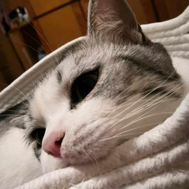 雪尔