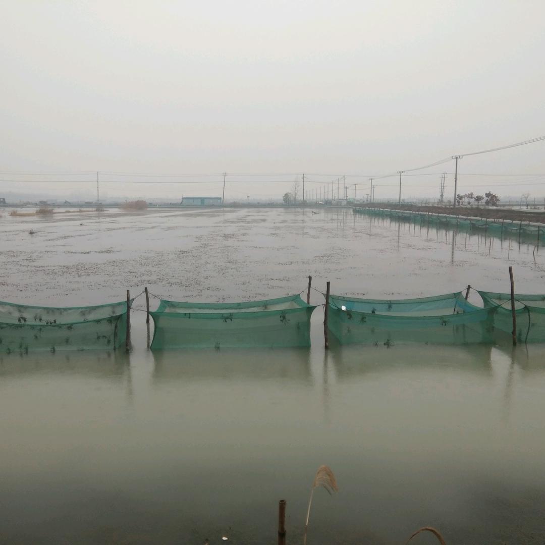 湖畔渔家张旺军