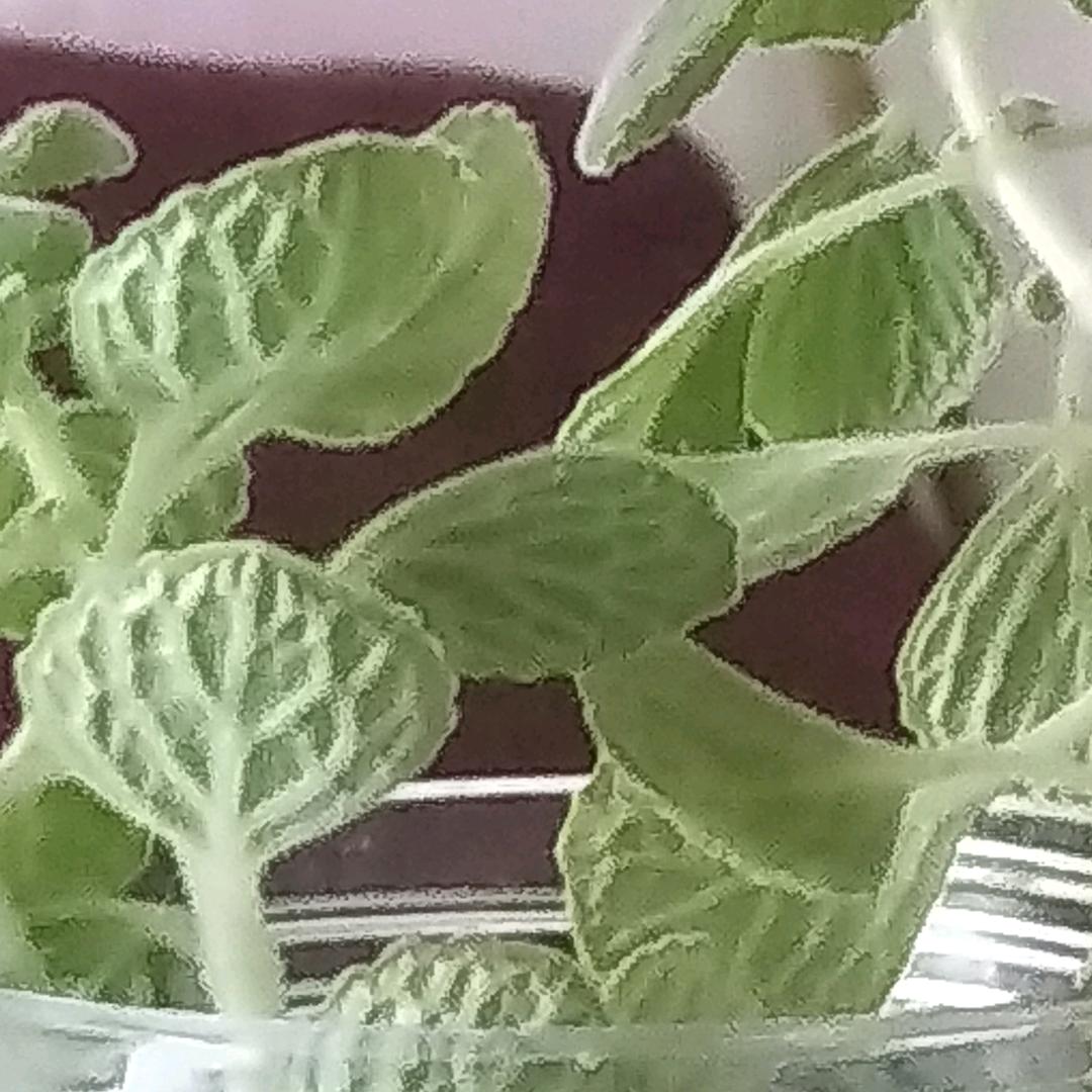丽