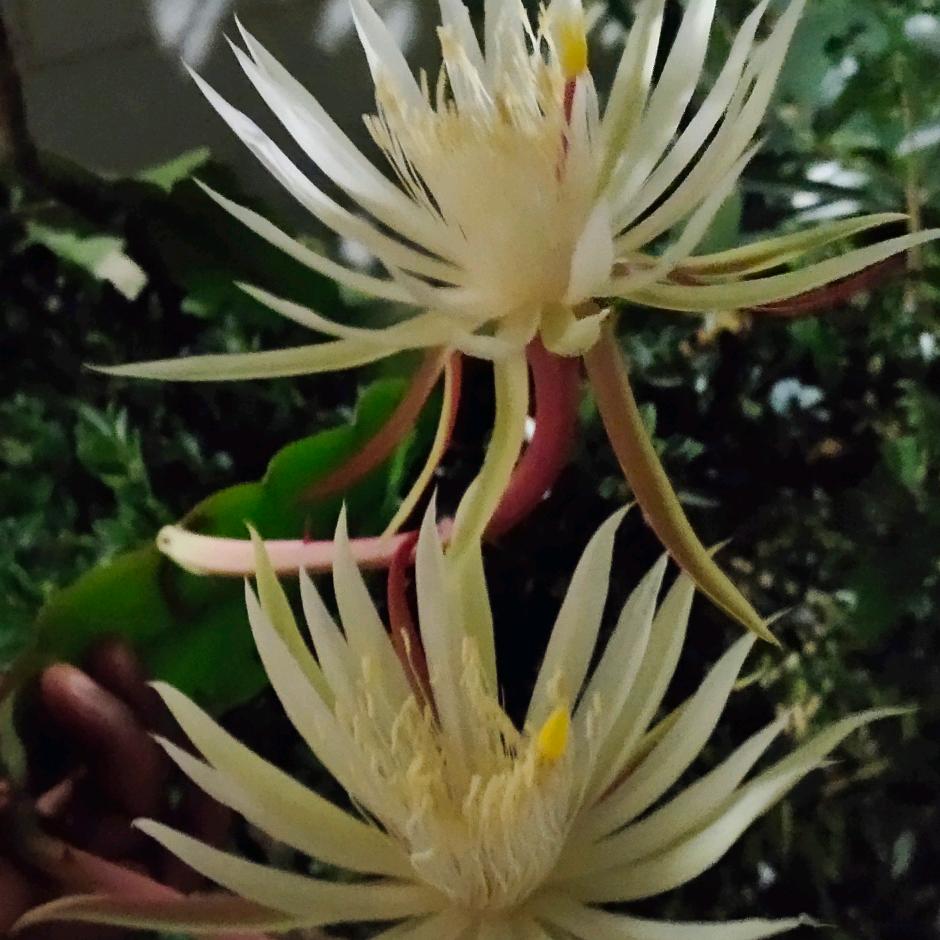 花山镇，双胞胎饲料直销店.