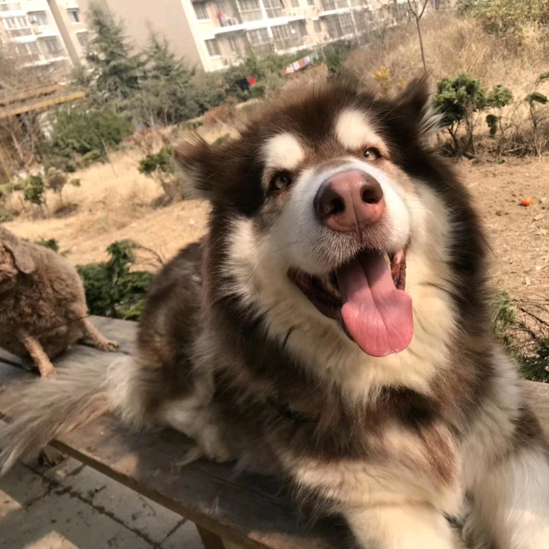 笨点妞