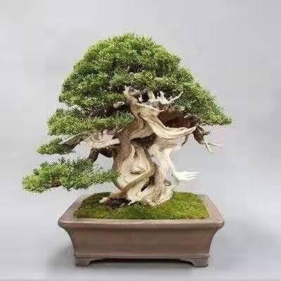 大智盆景