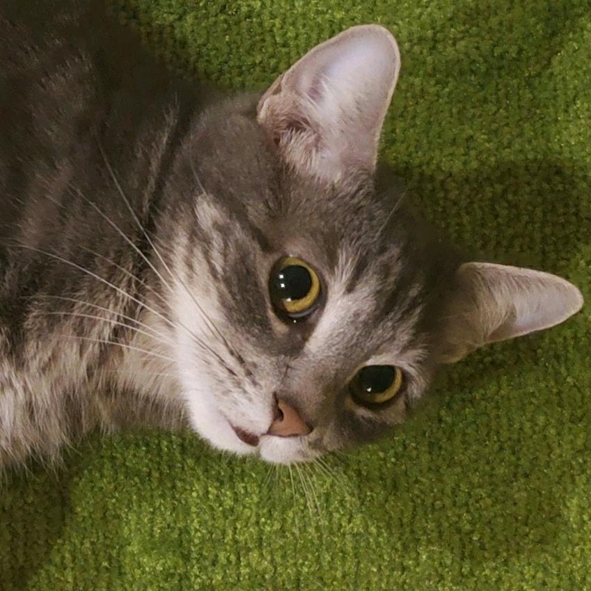赵小猫