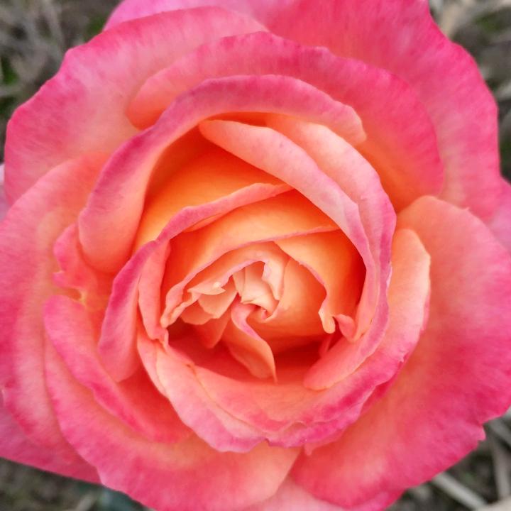 一笑而过对待人生