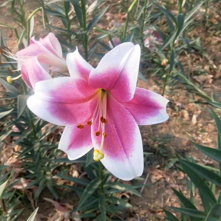 烟花易冷✨⭐⭐