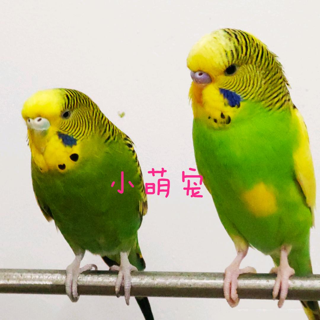 海南阿飞
