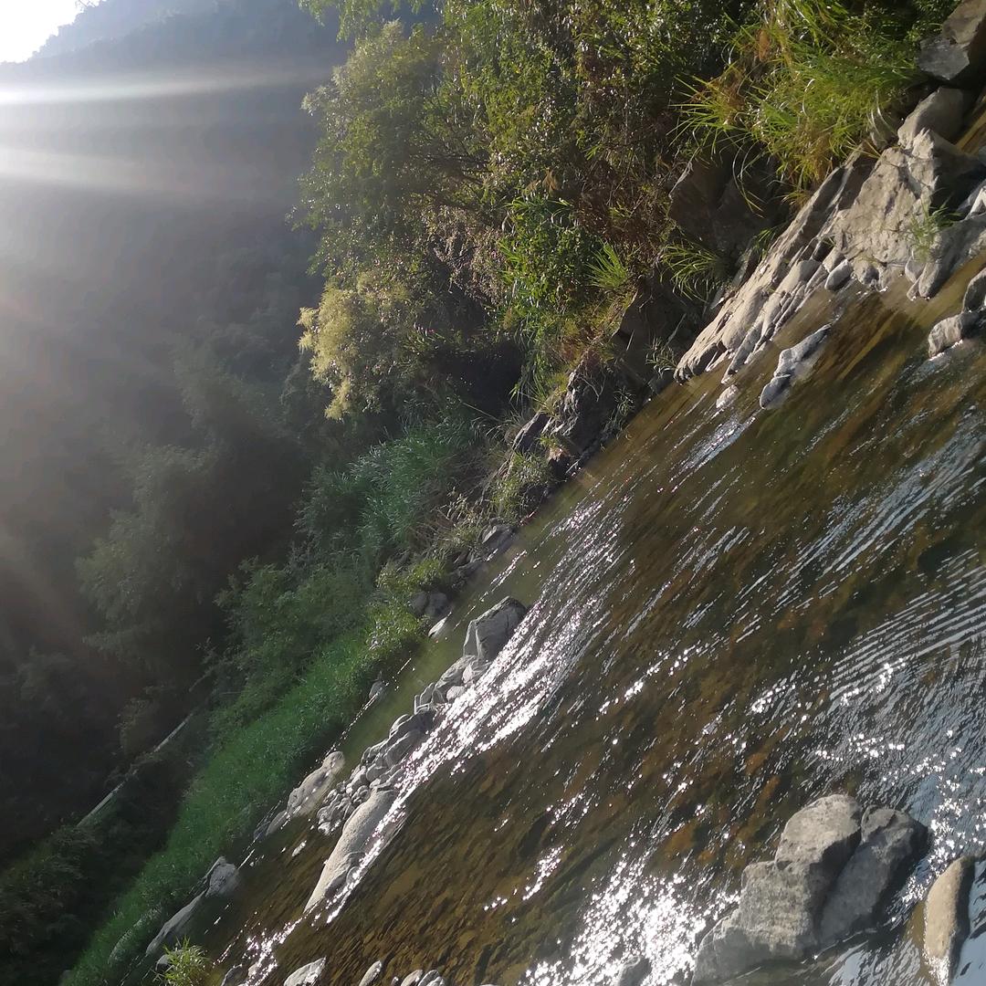 大板鲫