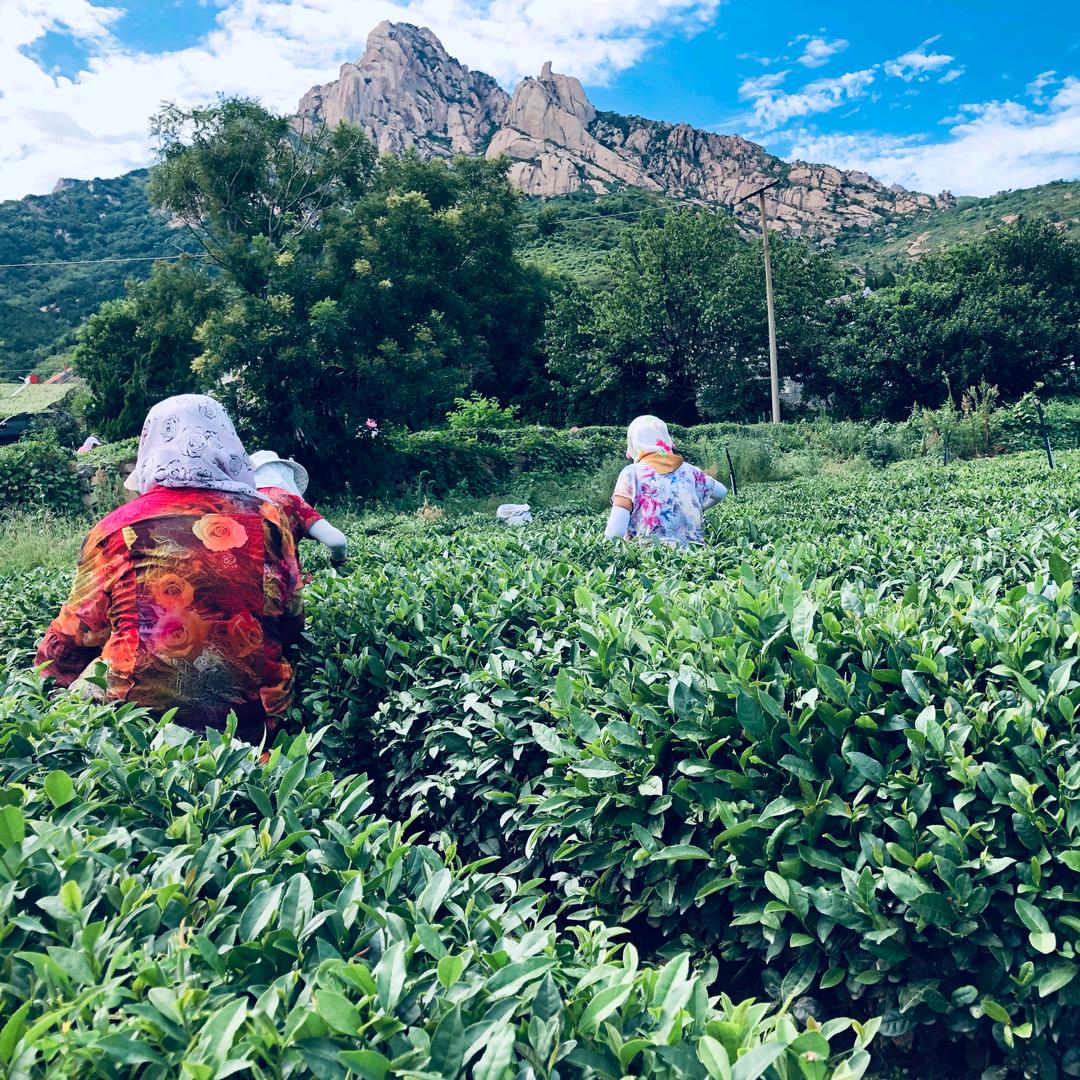 采采炒炒崂山茶