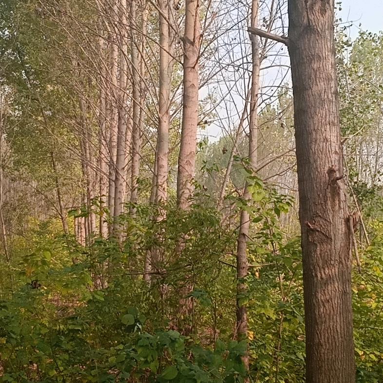 肖雨出租抓木机伐树调树装车一条龙