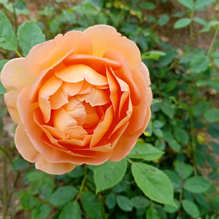 昙花一现永不放弃