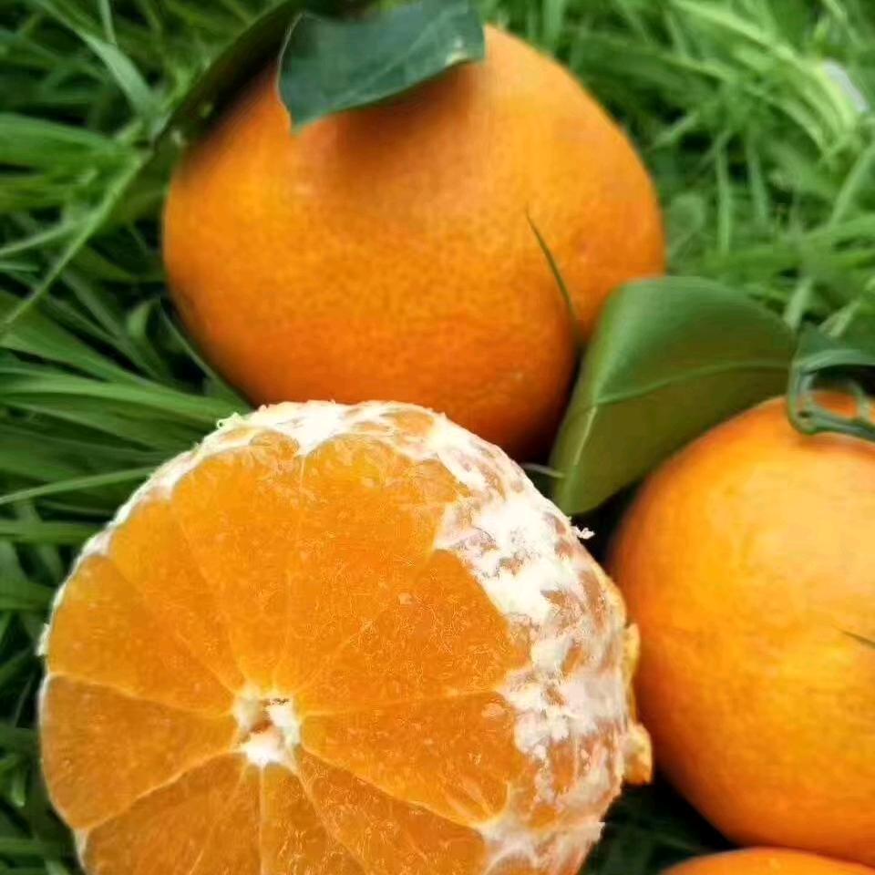 初衷             🕷