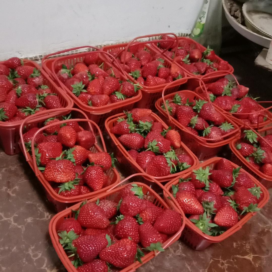 生态牛奶草苺采摘园