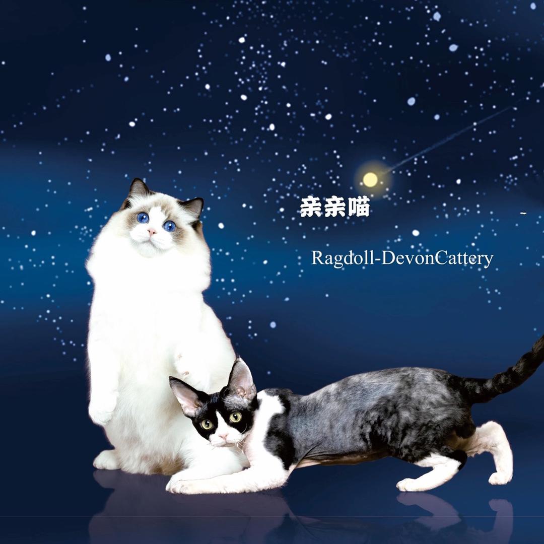 亲亲喵德文卷毛猫