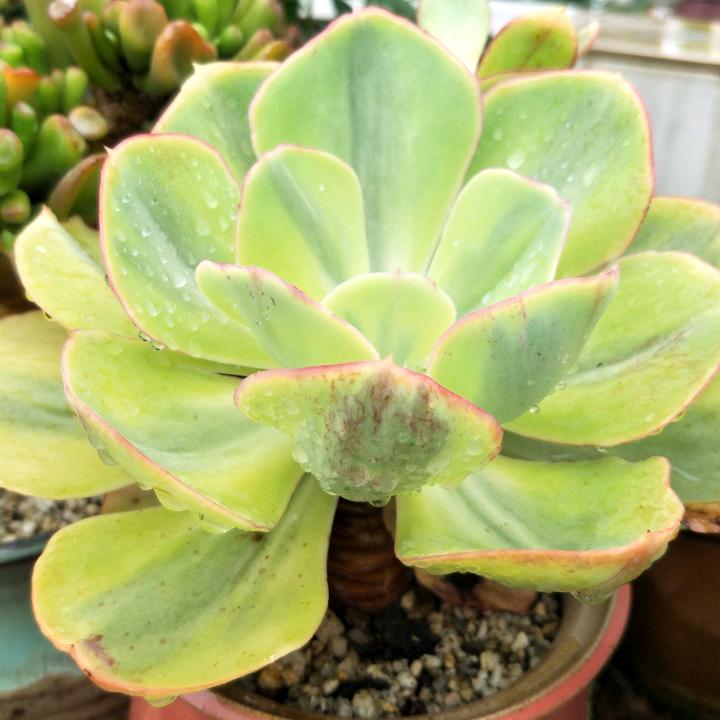 仙湖泉泉