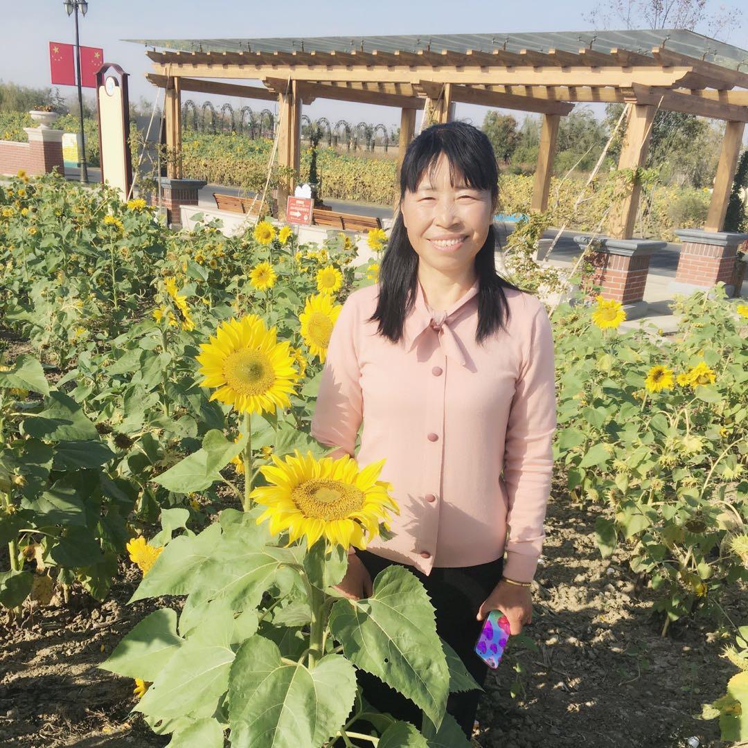 九月菊