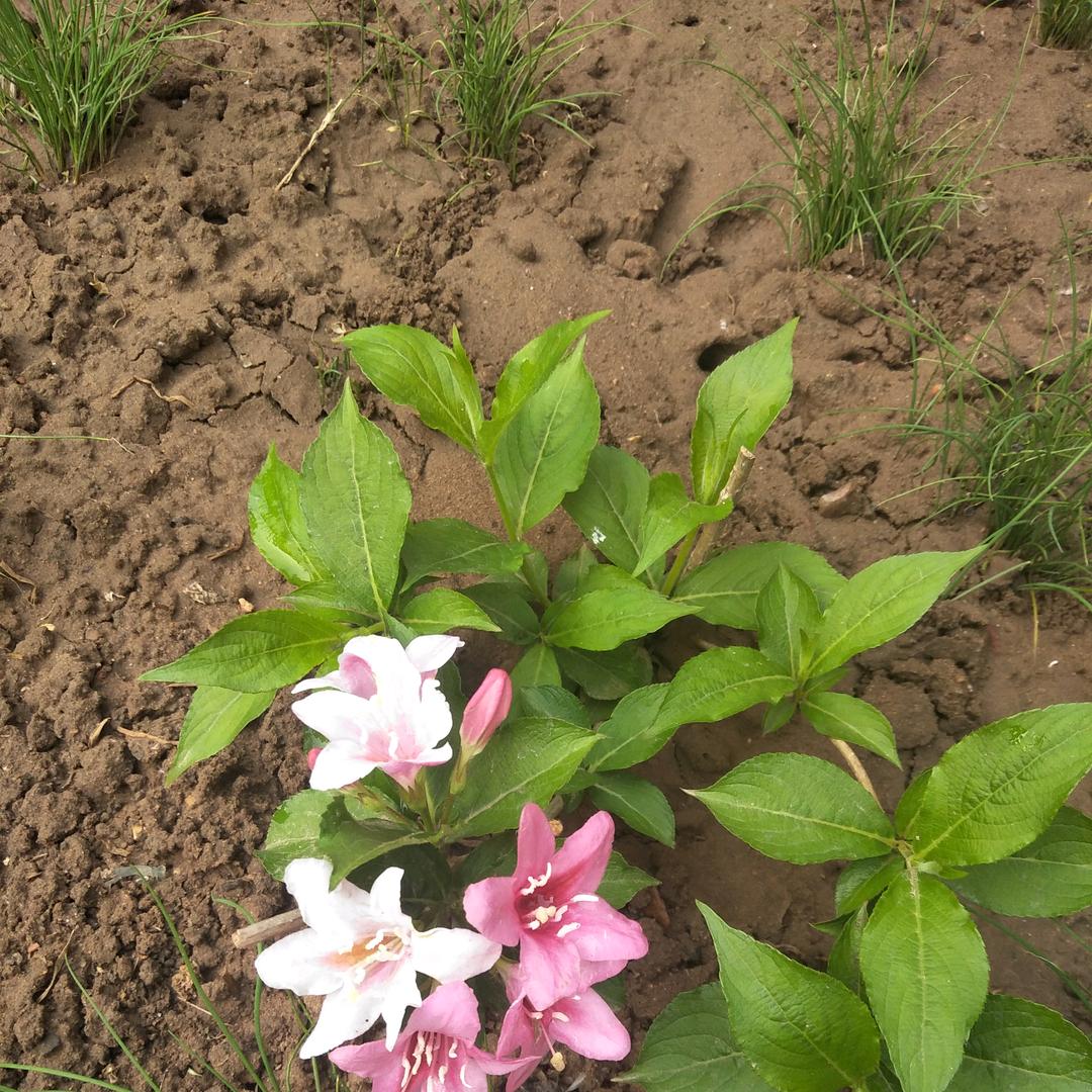 不一样的烟火🔥