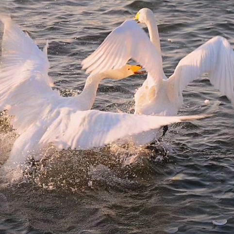 浅忆（拒连赞）