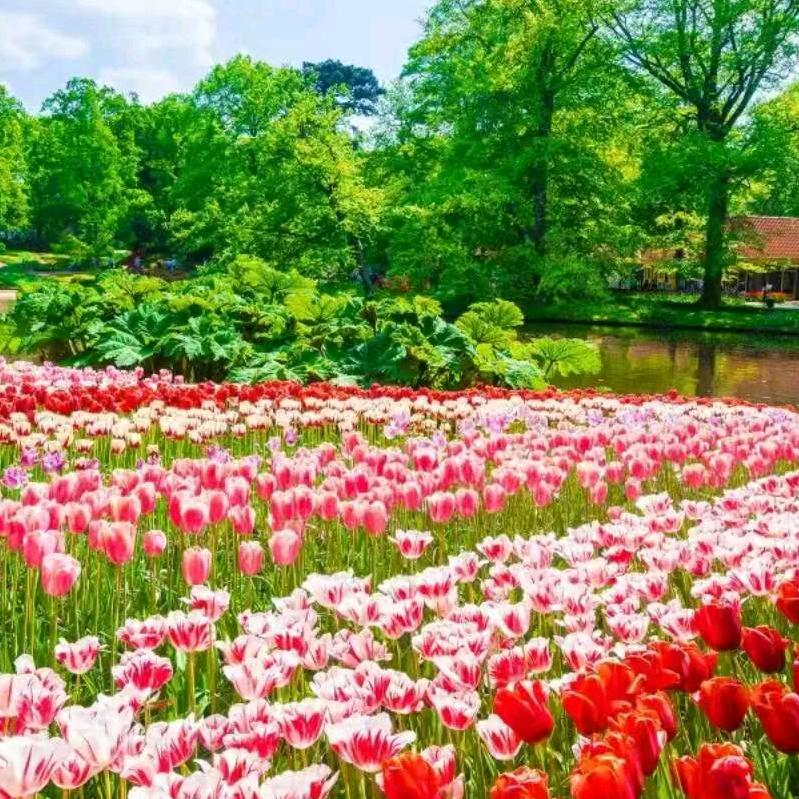@柠檬加冰🀄