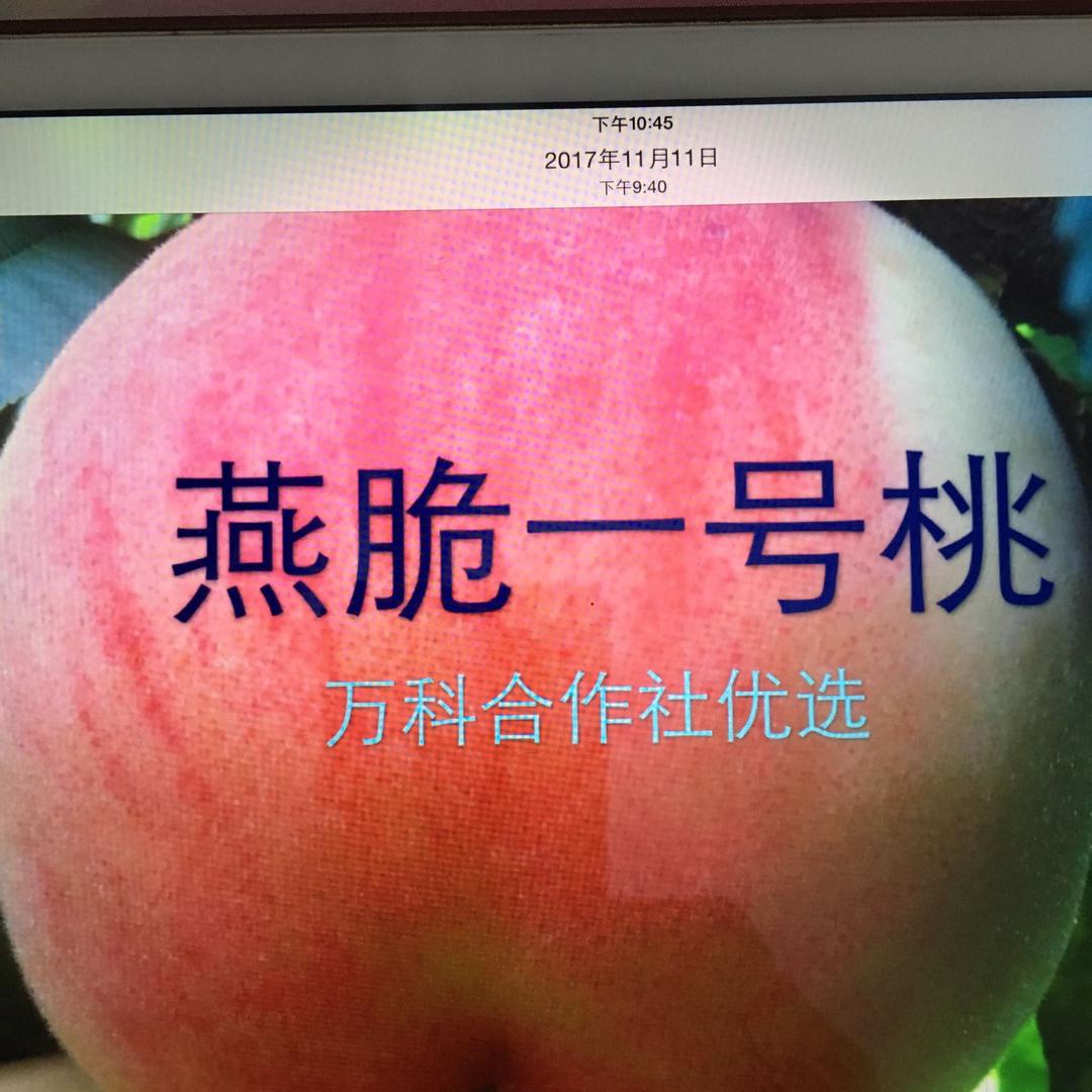 万科果品种植专业合作社
