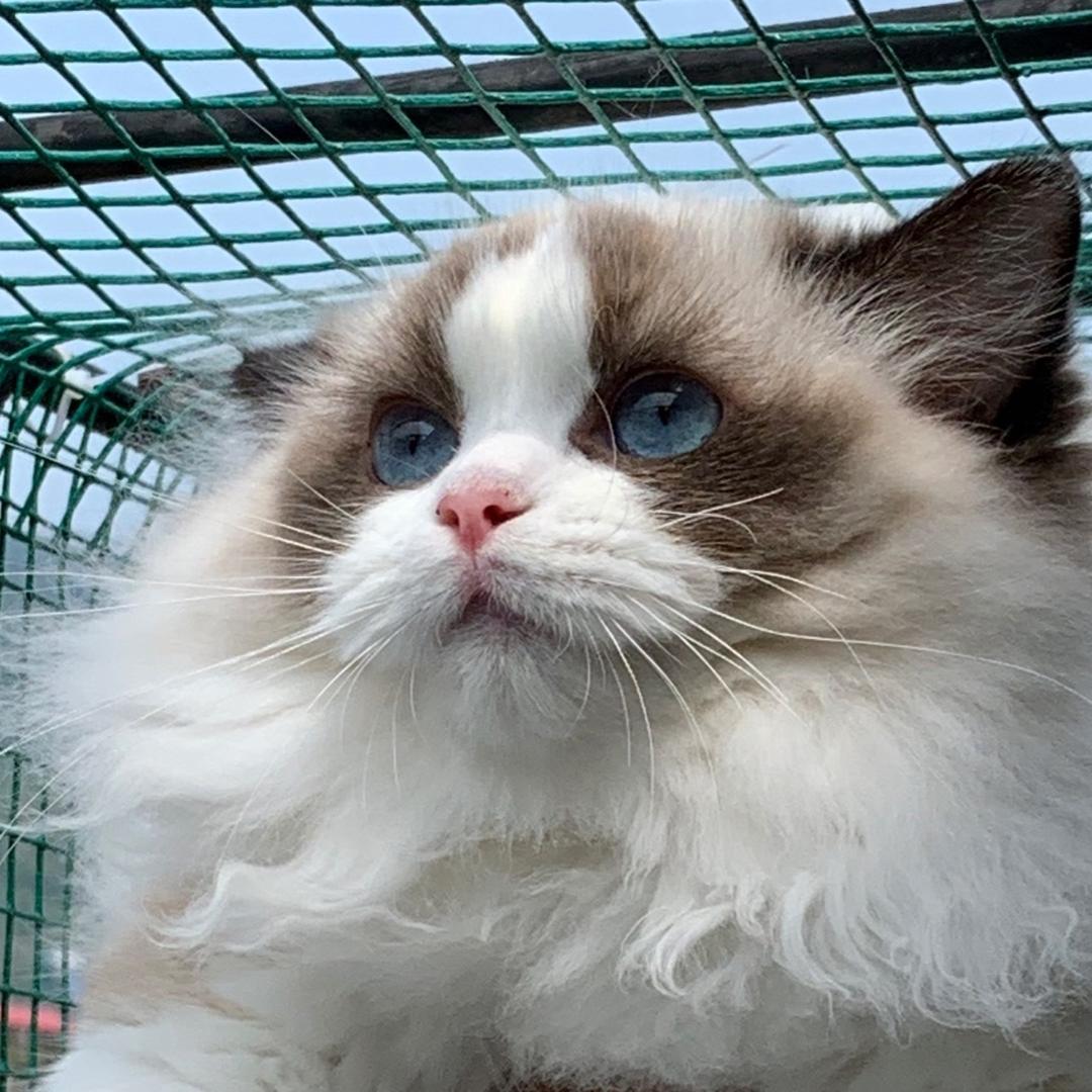 莱麒布偶猫舍