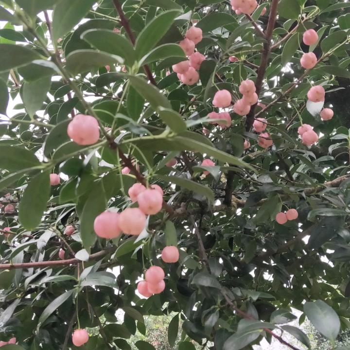 风雨飘飘