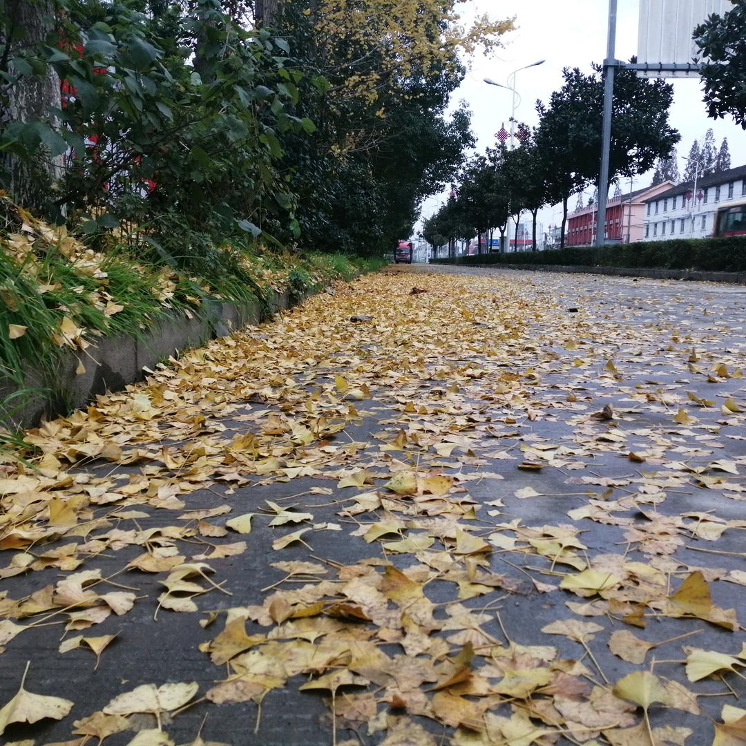 落叶惊残梦