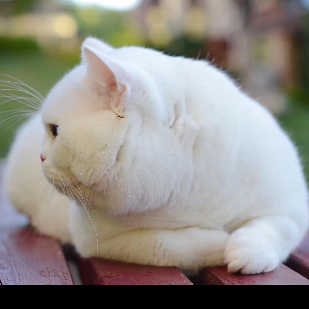 童话里的猫