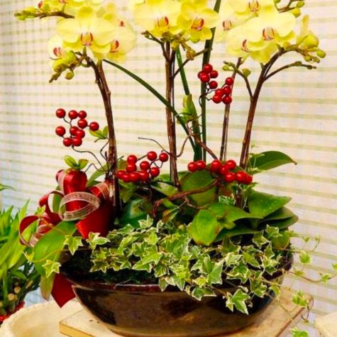 肥城市桐瑶花卉