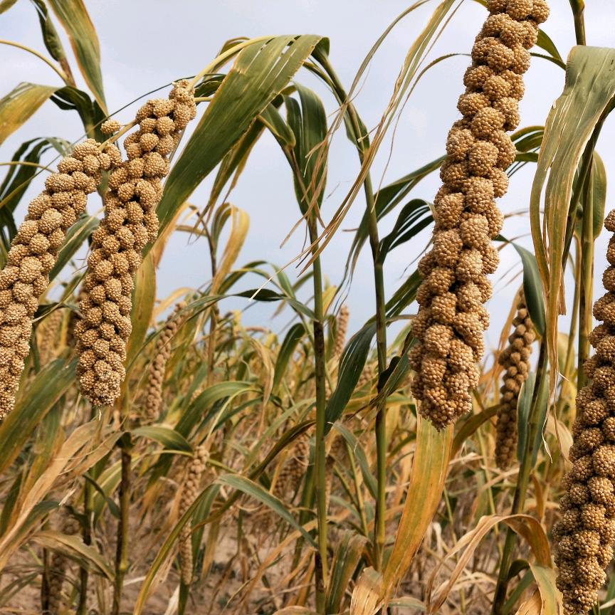 米脂县米诺杂粮经销店