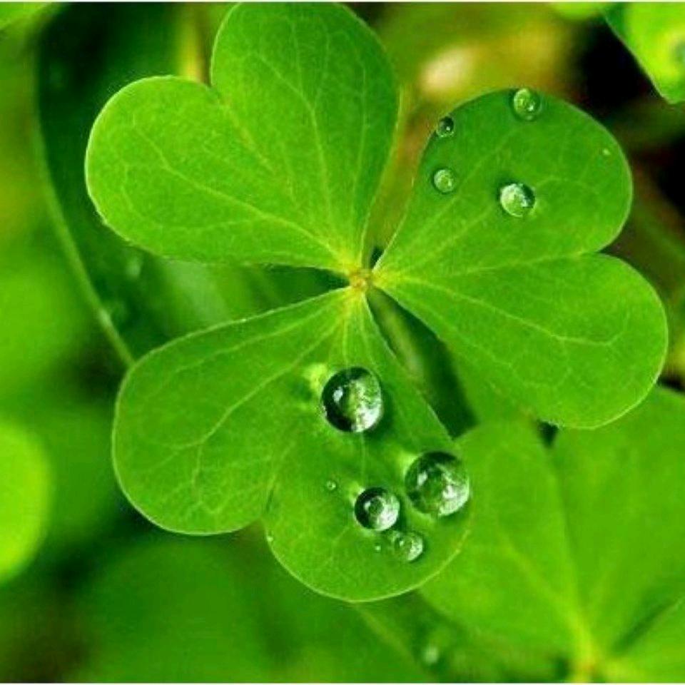 🍀草草在运动（养成系）