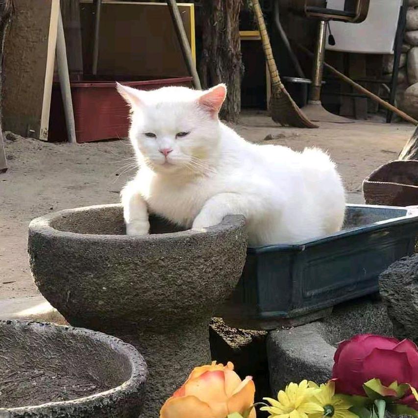 随风的牵挂