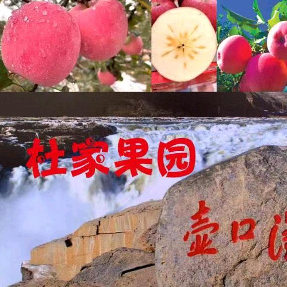 杜家果园吉县壶口农村苹果