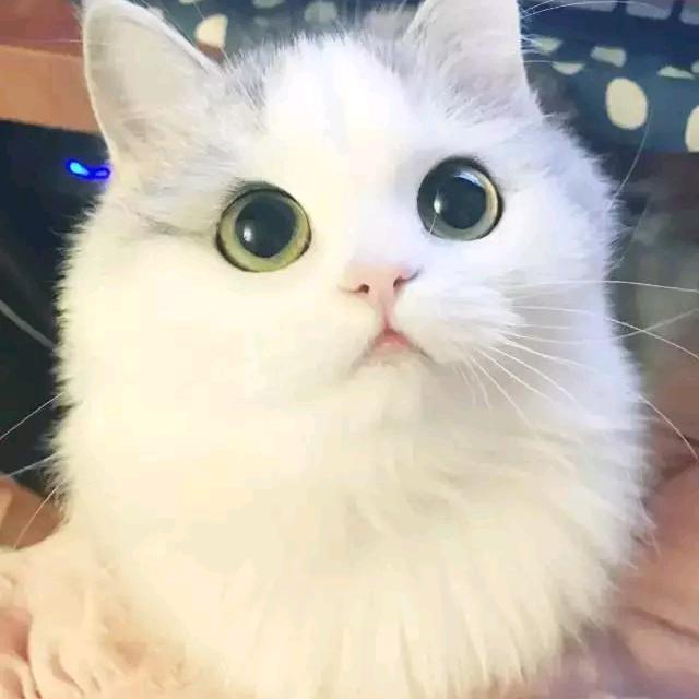 溶溶月