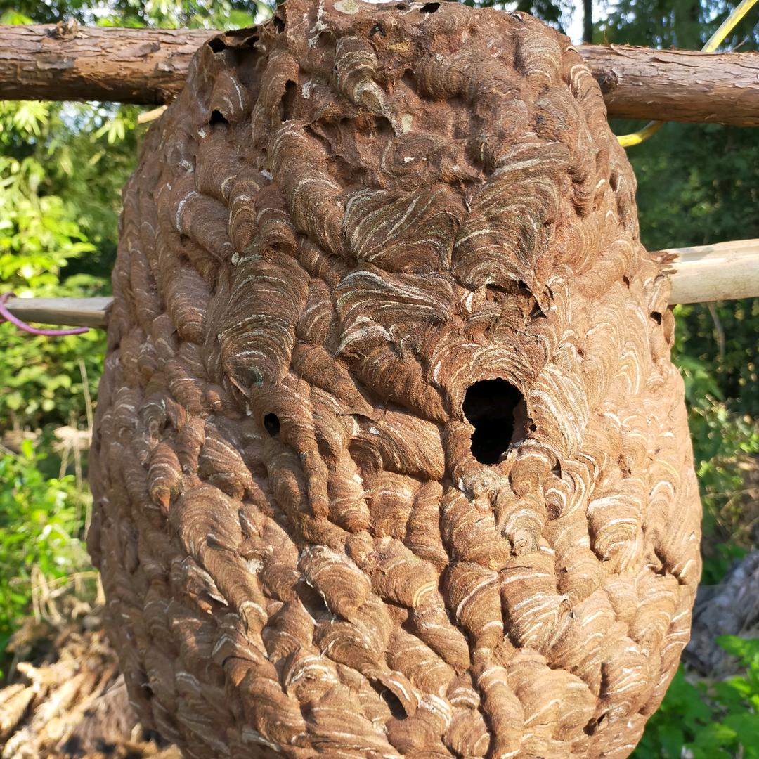 小尹胡蜂养殖基地，