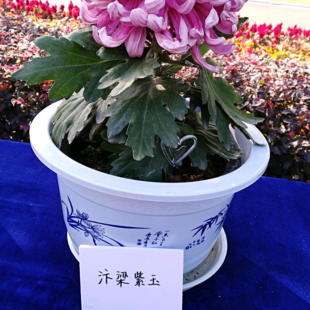 乛