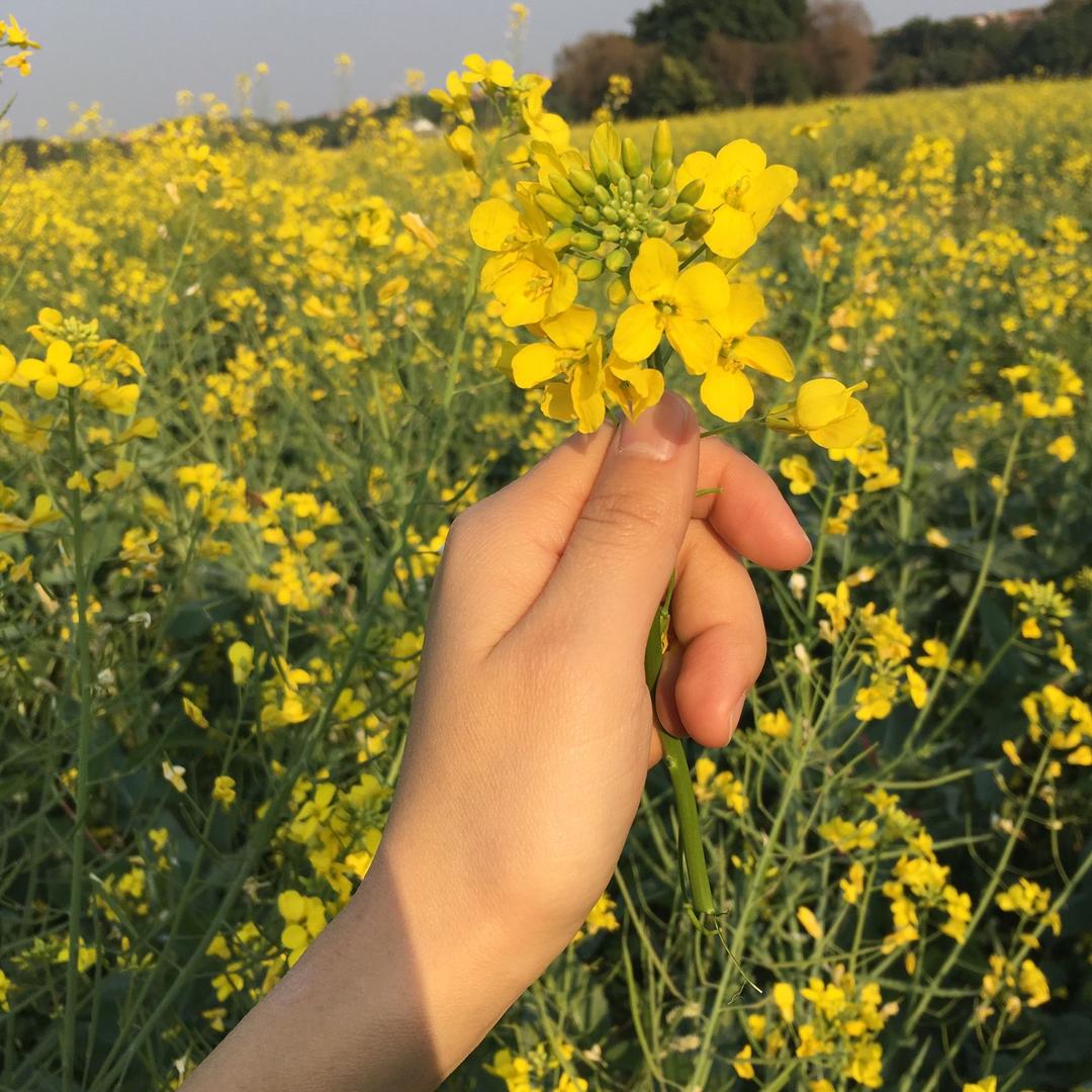 🌻淳