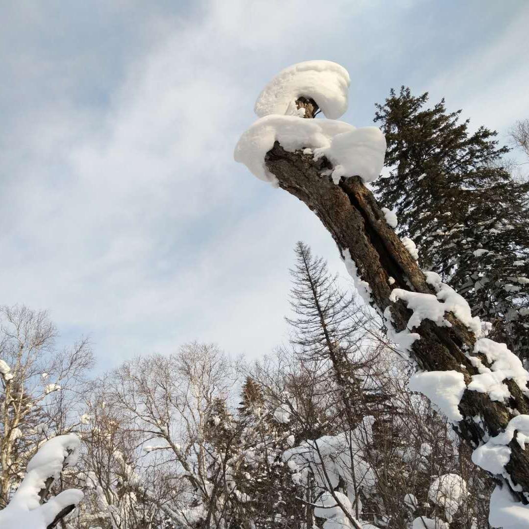 小新