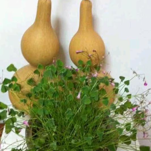 鑫昌盛王洪伟沙窝萝卜