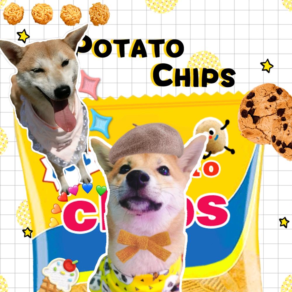 豆豆是条可爱的柴犬
