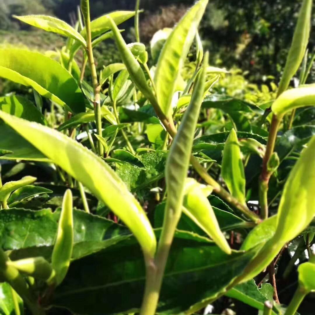 茶年优品店