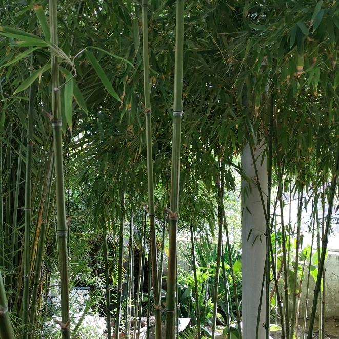 云游天际
