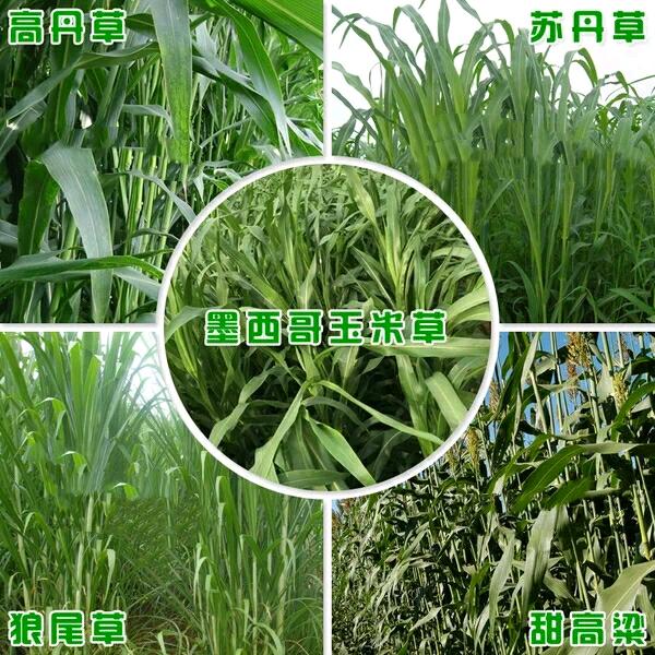 恬丰绿化牧草种子