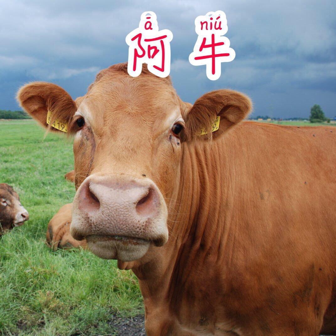 阿牛