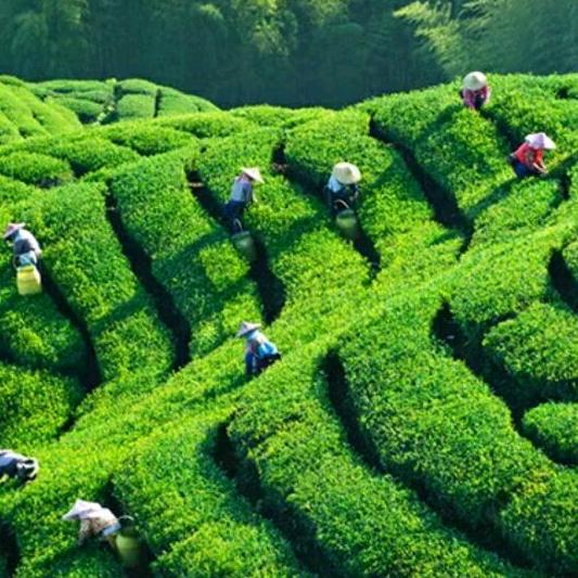 专卖石桥高山云雾茶