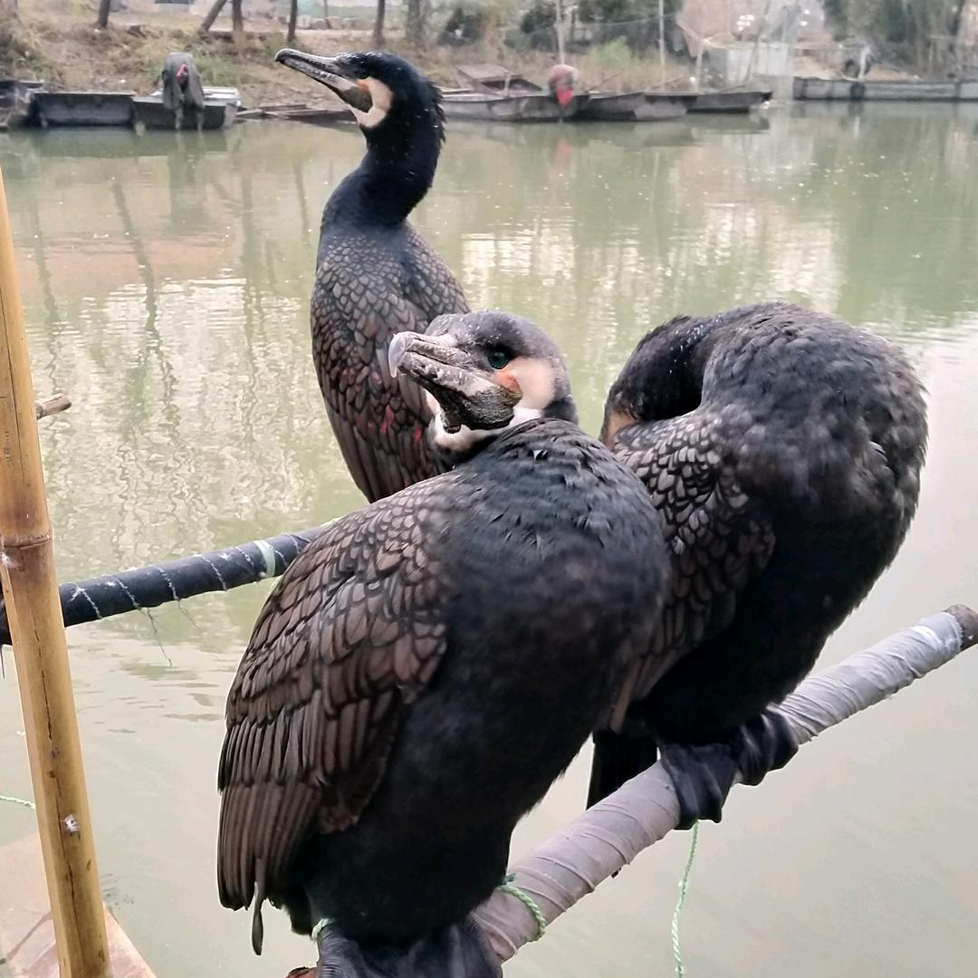 鸿超鱼鹰鸬鹚捕鱼