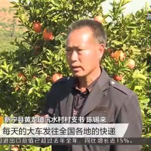 来哥橙子
