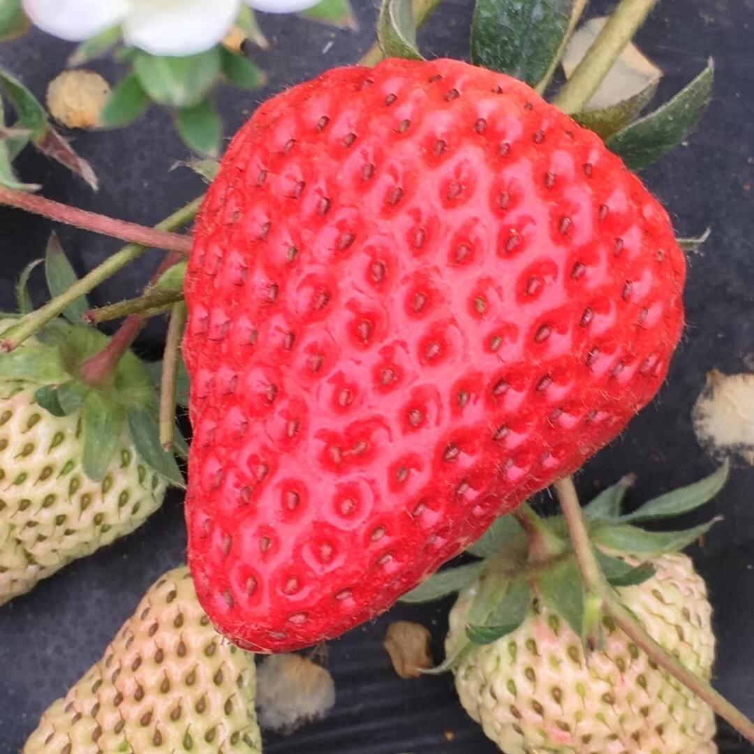 红颜草莓🍓