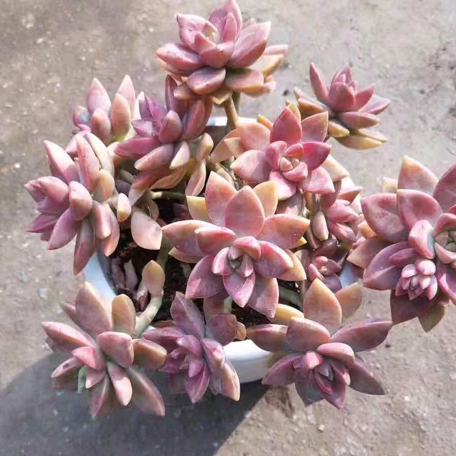 幸运星🇨🇳