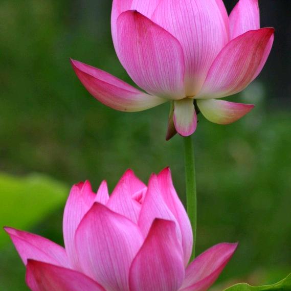樱雨悠花